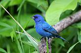 Indigo Bunting